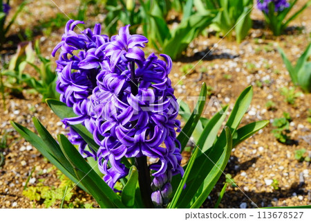 Vivid purple hyacinths blooming in a flowerbed in the park in spring. Vivid purple hyacinths blooming in a flowerbed in the park in spring. 113678527
