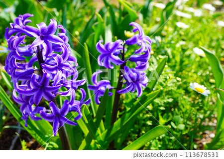 Purple hyacinths blooming in the park in spring. Purple hyacinths blooming in the park in spring. 113678531