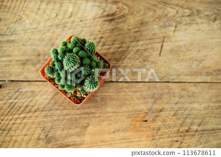 top view cactus succulent in flower pot with space for text on wooden background top view cactus succulent in flower pot with space for text on wooden background 113678611