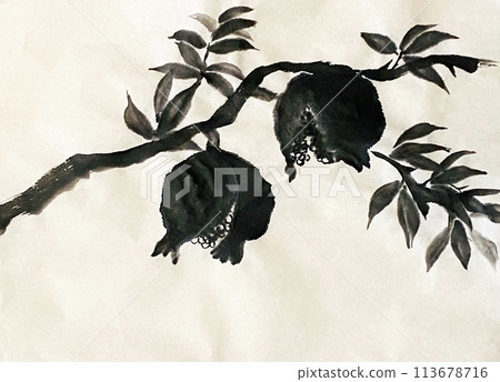 Pomegranate ink painting 113678716