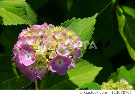 Hydrangea (hydrangea) Hydrangea (hydrangea) 113678765