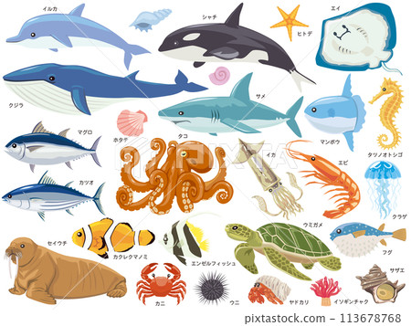 Sea creatures illustration set Sea creatures illustration set 113678768