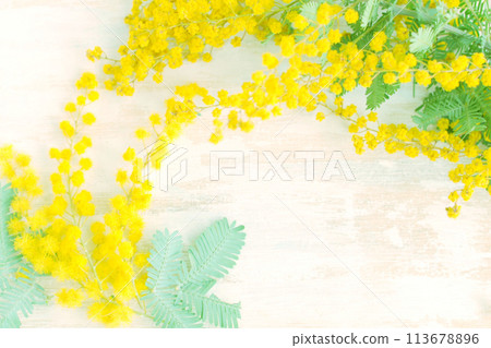 Mimosa 113678896