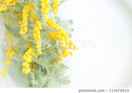 Mimosa Mimosa 113678919