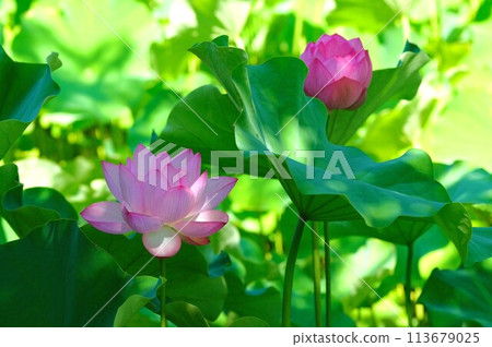 蓮花 蓮花 113679025