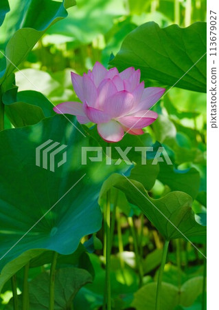 Lotus flower Lotus flower 113679027