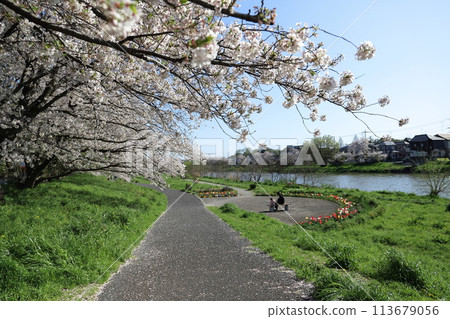 春天，埼玉縣蓮田市本荒川河床上盛開的染井吉野櫻花 113679056