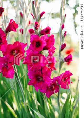 Bright pink Gladiolus Vandohla (Lefeber) flowers in the garden 113679244