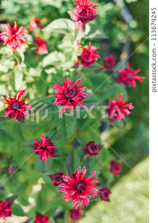Carmine red Monarda flowers Be Happy in the garden Carmine red Monarda flowers Be Happy in the garden 113679245