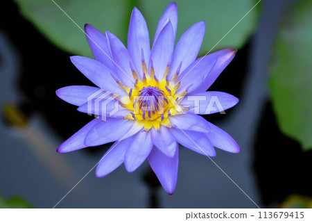 lotus or florescent purple lotus 113679415