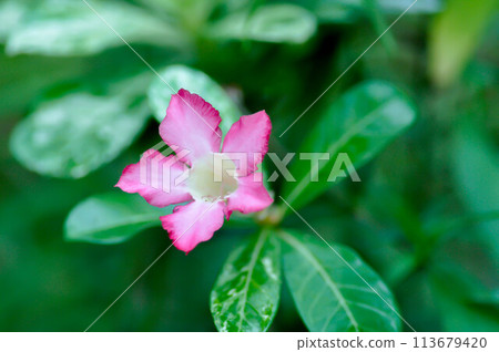 Desert rose, APOCYACEAE or Adenium obesum or Mock Azalea or Pinkbignonia or Impala lily with flower Desert rose, APOCYACEAE or Adenium obesum or Mock Azalea or Pinkbignonia or Impala lily with flower 113679420