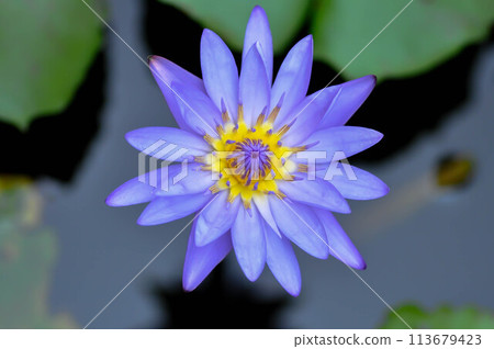 lotus or florescent purple lotus 113679423