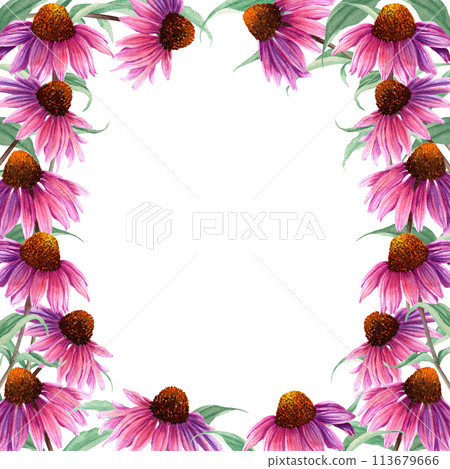 Watercolor square frame with herb flower Coneflower, Echinacea. Hand drawn botanical watercolor illustration isolated on white background. For clip art greeting cards invitation label package Watercolor square frame with herb flower Coneflower, Echinacea. Hand drawn botanical watercolor illustration isolated on white background. For clip art greeting cards invitation label package 113679666