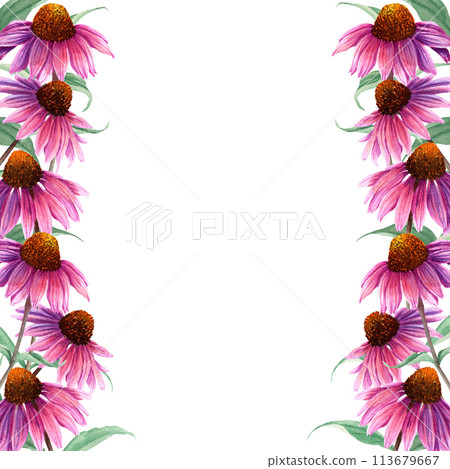 Watercolor frame with herb flower Coneflower, Echinacea. Hand drawn botanical watercolor illustration isolated on white background. For clip art greeting cards invitation label package Watercolor frame with herb flower Coneflower, Echinacea. Hand drawn botanical watercolor illustration isolated on white background. For clip art greeting cards invitation label package 113679667