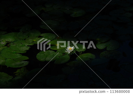 Water lilies 113680008