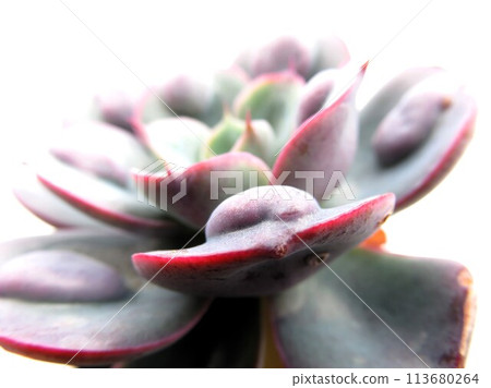 雨點 雨點 113680264