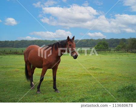 Horses grazing in an open field against a background of a blue sky. For use in illustrations Background image or copy space Sapporo clock Tower Horses grazing in an open field against a background of a blue sky. For use in illustrations Background image or copy space Sapporo clock Tower 113680678