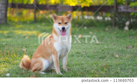 Close-up Portrait of female Shiba inu (dog) in the garden at golden sunset in summer. Close-up Portrait of female Shiba inu (dog) in the garden at golden sunset in summer. 113680703