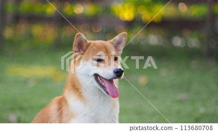 Close-up Portrait of female Shiba inu (dog) in the garden at golden sunset in summer. Close-up Portrait of female Shiba inu (dog) in the garden at golden sunset in summer. 113680708