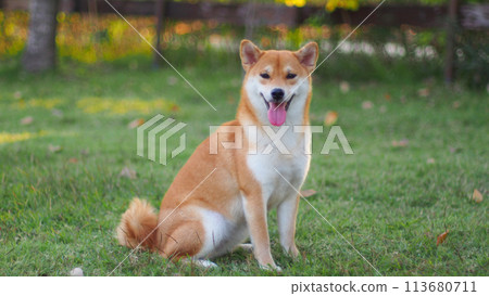 Close-up Portrait of female Shiba inu (dog) in the garden at golden sunset in summer. 113680711