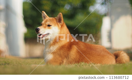 Close-up Portrait of female Shiba inu (dog) in the garden at golden sunset in summer. 113680712