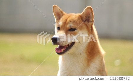 Close-up Portrait of female Shiba inu (dog) in the garden at golden sunset in summer. Close-up Portrait of female Shiba inu (dog) in the garden at golden sunset in summer. 113680722