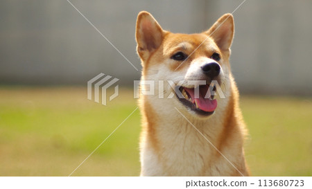Close-up Portrait of female Shiba inu (dog) in the garden at golden sunset in summer. 113680723