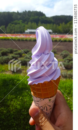 lavender icecream cone contrast with blurred lavender field background lavender icecream cone contrast with blurred lavender field background 113680735
