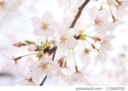 櫻桃樹186 113680782