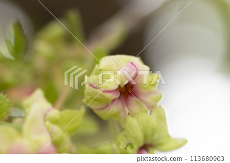 Gyoikozakura 113680903