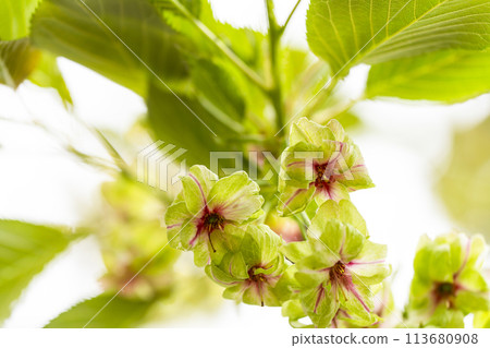 杏子櫻 杏子櫻 113680908