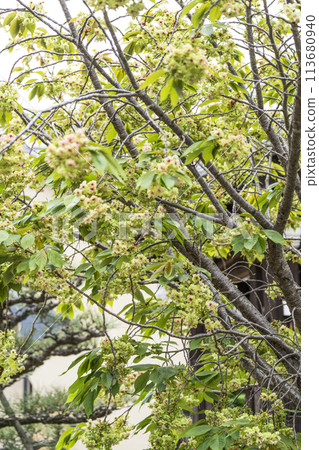 杏子櫻 杏子櫻 113680940