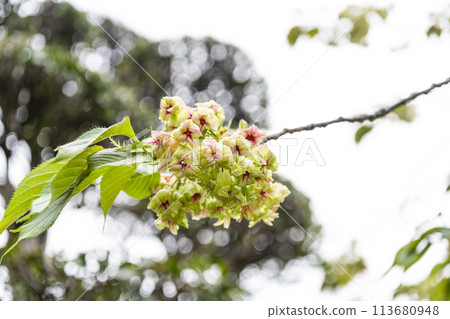 Gyoikozakura 113680948