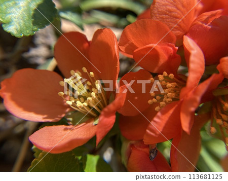 Blurred flowers in full bloom Blurred flowers in full bloom 113681125