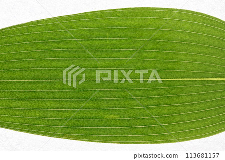 Leaves and veins of Kumazasa (Japanese bamboo grass) Leaves and veins of Kumazasa (Japanese bamboo grass) 113681157