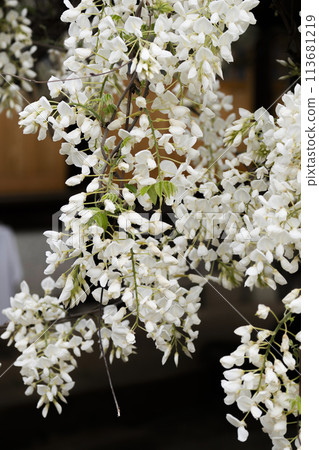 White Wisteria (Shooji Temple, Okazaki City) White Wisteria (Shooji Temple, Okazaki City) 113681219