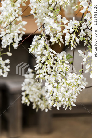White Wisteria (Shooji Temple, Okazaki City) 113681220