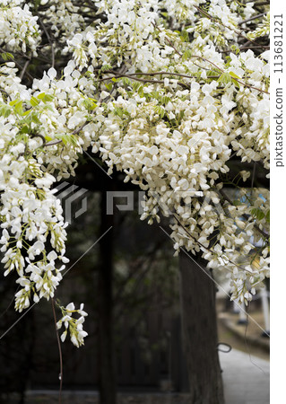 白紫藤(岡崎市松尾寺) 白紫藤(岡崎市松尾寺) 113681221