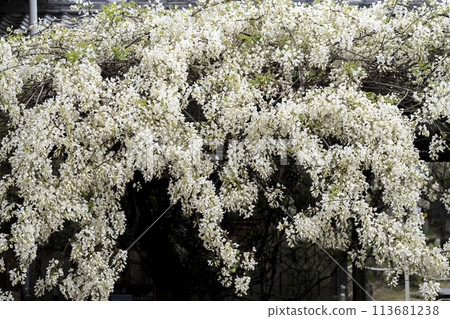 White Wisteria (Shooji Temple, Okazaki City) 113681238