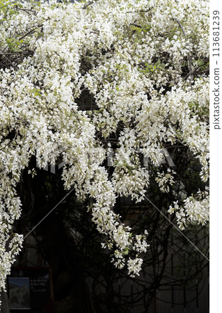 White Wisteria (Shooji Temple, Okazaki City) White Wisteria (Shooji Temple, Okazaki City) 113681239