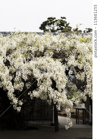 White Wisteria (Shooji Temple, Okazaki City) White Wisteria (Shooji Temple, Okazaki City) 113681255