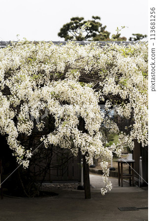 White Wisteria (Shooji Temple, Okazaki City) 113681256