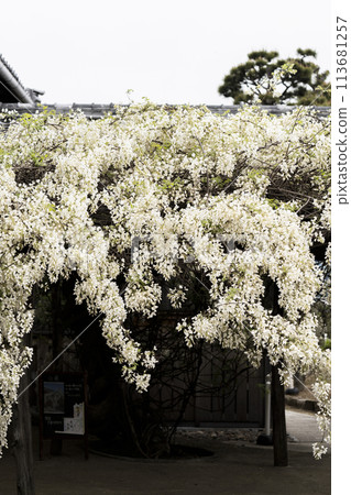 White Wisteria (Shooji Temple, Okazaki City) 113681257