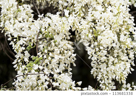 White wisteria White wisteria 113681338