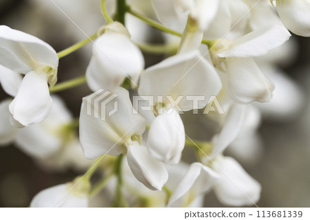White wisteria 113681339