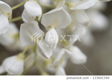 White wisteria 113681340