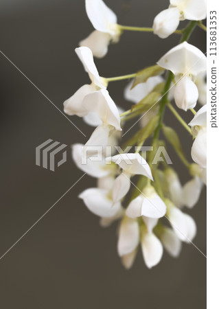 白紫藤 白紫藤 113681353