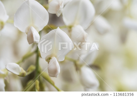 White wisteria 113681356