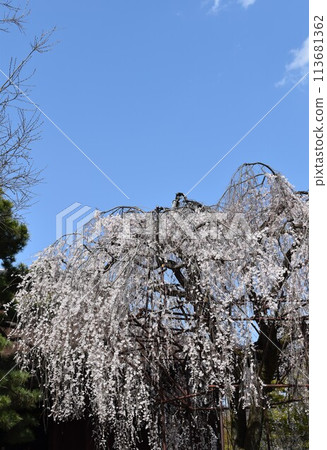 Weeping cherry tree with large blossoms Weeping cherry tree with large blossoms 113681362