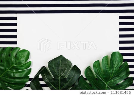 tropical leaves monstera and space copy on blue background 113681496